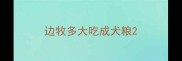 边牧多大吃成犬粮