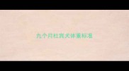 九个月杜宾犬体重标准