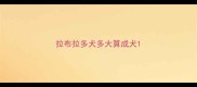 拉布拉多犬多大算成犬