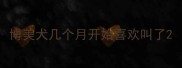 博美犬几个月开始喜欢叫了