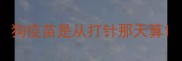 狗疫苗是从打针那天算
