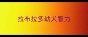 拉布拉多幼犬智力