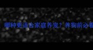 苏牧vs杂交边牧哪种更适合家庭养宠养狗前必看的5大核心差异