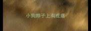 小狗脖子上有疙瘩