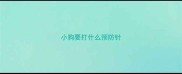 小狗要打什么预防针