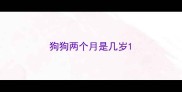 狗狗两个月是几岁
