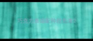 巧克力泰迪配种颜色表