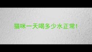 猫咪一天喝多少水正常