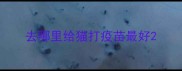去哪里给猫打疫苗最好