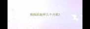 狗狗的指甲几个月剪
