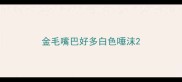金毛嘴巴好多白色唾沫
