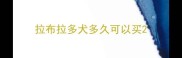 拉布拉多犬多久可以买