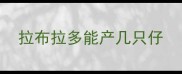 拉布拉多能产几只仔