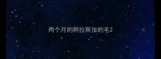 两个月的阿拉斯加的毛
