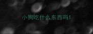 小狗吃什么东西吗