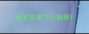 拉布拉多下小狗崽