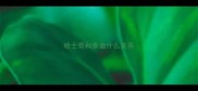 哈士奇和泰迪什么关系