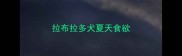 拉布拉多犬夏天食欲