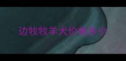 边牧牧羊犬价格多少