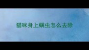 猫咪身上螨虫怎么去除