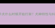 边境牧羊犬什么时候开始打架犬种特性与纠正方法