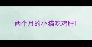 两个月的小猫吃鸡肝