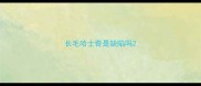 长毛哈士奇是缺陷吗