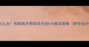 乳牙滞留怎么办狗狗换牙期双排牙的5大解决策略附专业护理指南