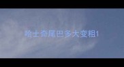 哈士奇尾巴多大变粗
