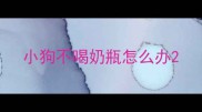 小狗不喝奶瓶怎么办