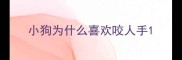 小狗为什么喜欢咬人手