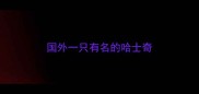 国外一只有名的哈士奇