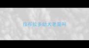 拉布拉多幼犬老是叫