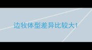 边牧体型差异比较大