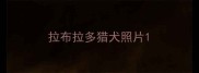 拉布拉多猎犬照片