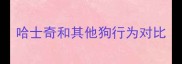 哈士奇和其他狗行为对比