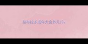 拉布拉多成年犬会养几斤