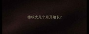德牧犬几个月开始长