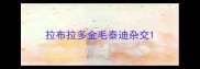 拉布拉多金毛泰迪杂交
