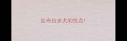 拉布拉多犬的优点