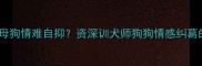 哈士奇为何对母狗情难自抑资深训犬师狗狗情感纠葛的三大真相