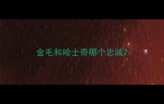 金毛和哈士奇哪个忠诚