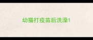 幼猫打疫苗后洗澡