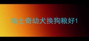 哈士奇幼犬换狗粮好
