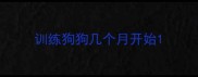 训练狗狗几个月开始