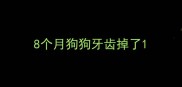 8个月狗狗牙齿掉了