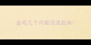 金毛几个月能活泼起来
