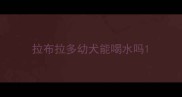 拉布拉多幼犬能喝水吗