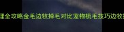 边牧掉毛护理全攻略金毛边牧掉毛对比宠物梳毛技巧边牧换毛期护理