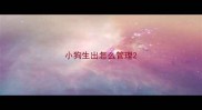 小狗生出怎么管理